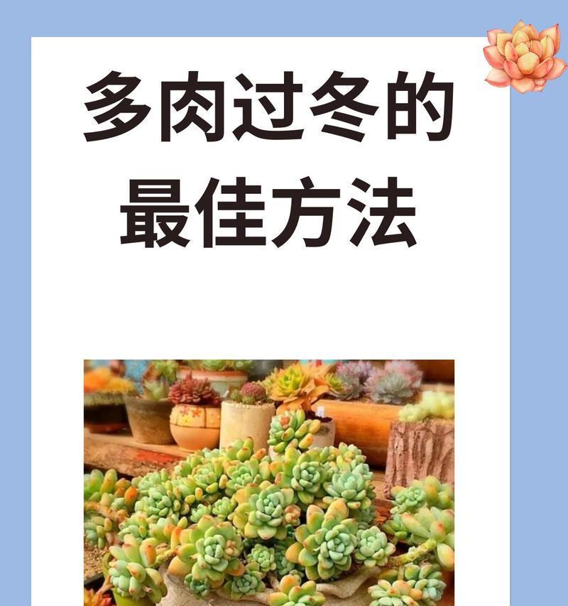 冬天养护多肉的正确浇水方法（以秀妍多肉为例，探索冬季浇水）