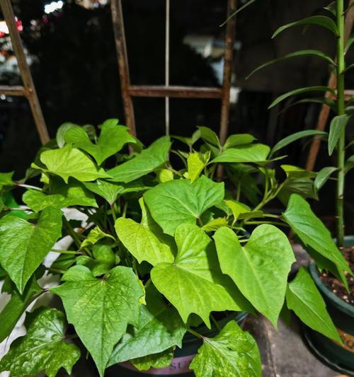绿色盆栽叶子变色的原因及解决方法（探究绿色盆栽叶子变色的原因，提供相应的解决办法）