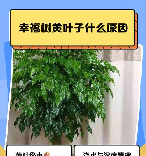 让幸福树的叶子再次绿意盎然（悉心呵护，让幸福树成为生活的绿洲）