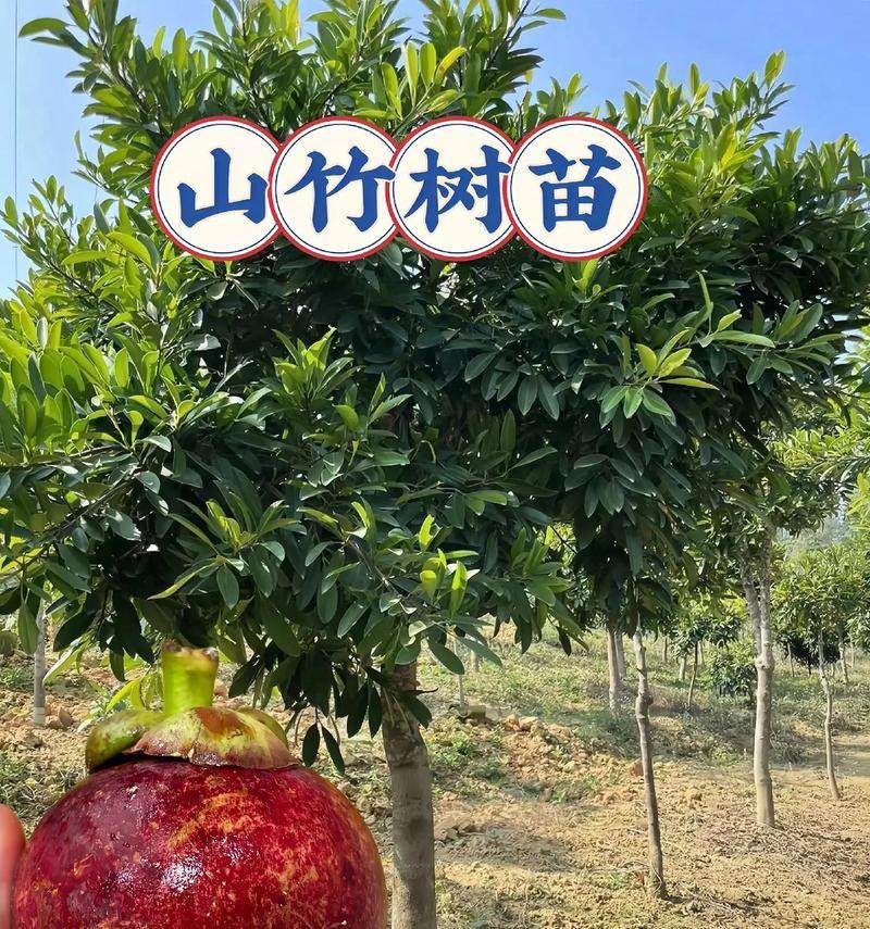 山竹花期特点与栽培技巧（探究山竹的开花时间及其对栽培的影响）