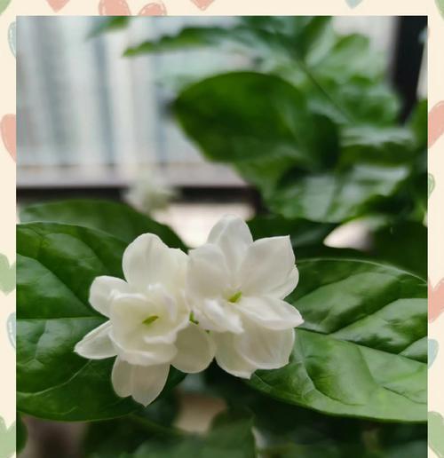 如何正确养护未莉花（一步步教你打造迷人花园）