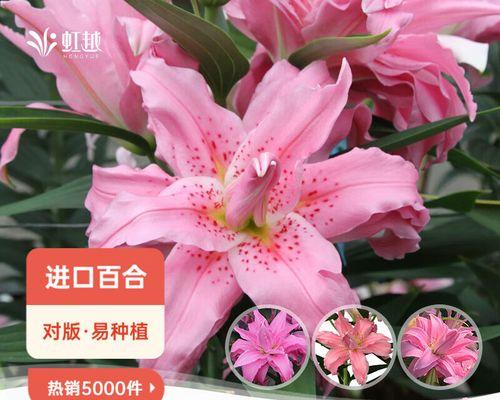 如何养护东方百合的秘诀（培养和保护东方百合的关键是什么？）