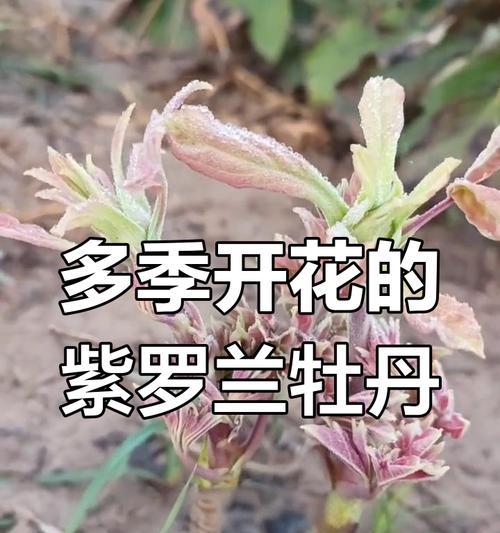 如何养护紫罗兰才能促使其开花（掌握关键技巧，让紫罗兰绽放绚丽花海）