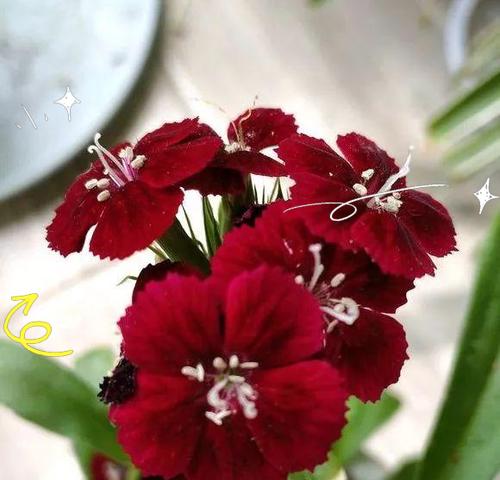 如何处理石竹花谢后的养护方法（花谢后怎么做？花期结束后如何保养？）