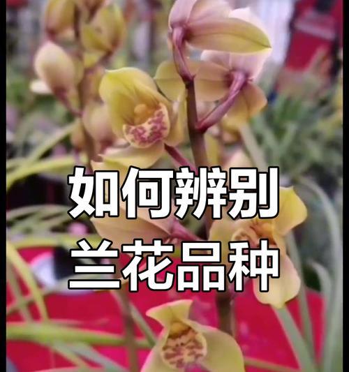兰花开花季节剖析（探寻兰花的开花规律和美丽秘密）