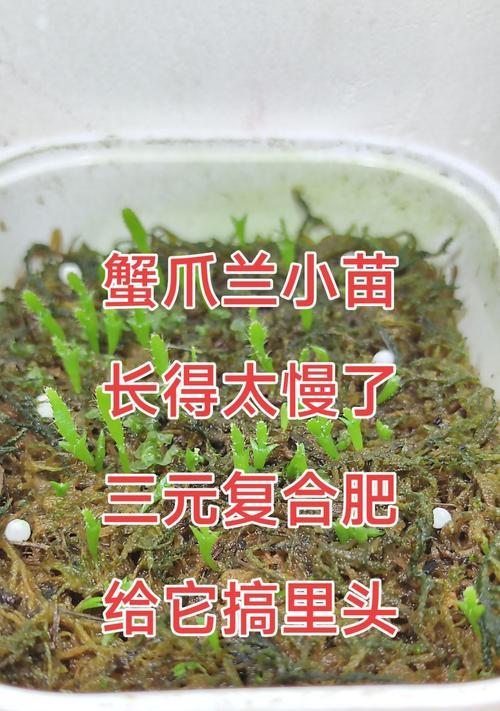 小蟹爪兰花的养殖技巧（以小蟹爪兰花怎么养殖为主题的详细指南）