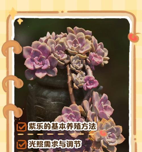 多肉紫乐的栽培技巧（打造美丽多肉花园的首选植物）