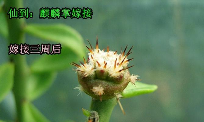 仙人球嫁接的方法与技巧（轻松掌握仙人球嫁接技巧，打造多样化盆栽）