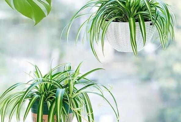 如何在家里给花保暖（室内花卉保暖的关键技巧）
