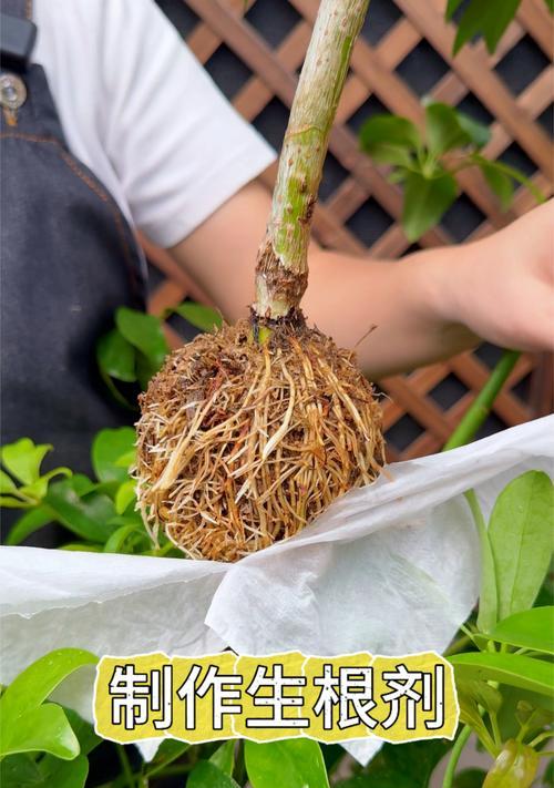 种花时如何使用生根粉？（提高种花成活率的小技巧）