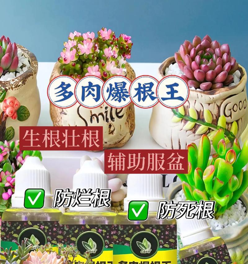 多肉烂根怎么办？教你恢复多肉健康生长的方法！（拯救烂根多肉，让它重焕生机！）