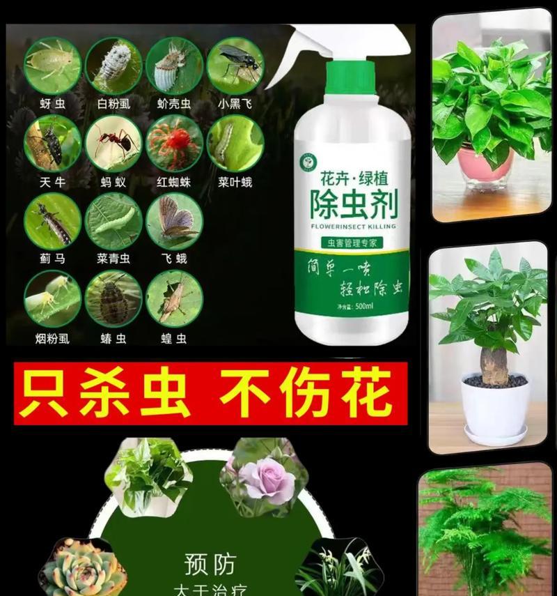 玫瑰防蚜虫的有效方法（保护你的玫瑰花免受蚜虫的侵害）