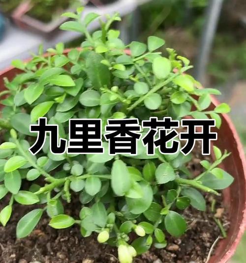 九里香能晒太阳吗？（探讨九里香的光照需求及适宜环境条件）