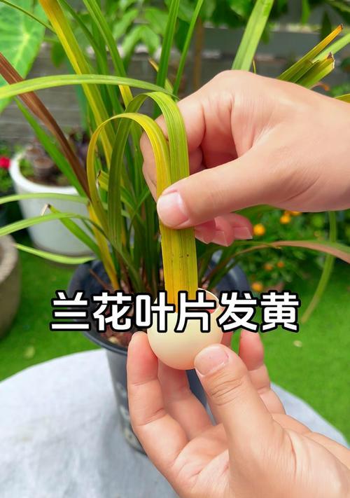 兰花叶黄了该如何处理？（保护兰花，拯救黄叶悲情）