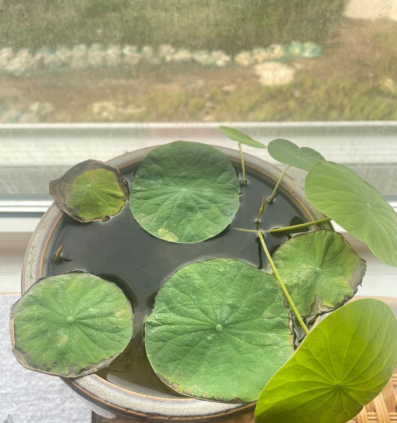 以碗莲叶子过多怎么解决？（简单有效的方法帮你处理过多的以碗莲叶子问题）