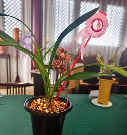 如何有效补救兰花叶的枯黄问题（探索兰花叶枯黄的原因及补救方法）