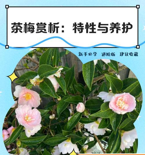 辨别茶梅与山茶花，从叶形、花朵及生长环境出发（茶梅和山茶花的区别及特点）