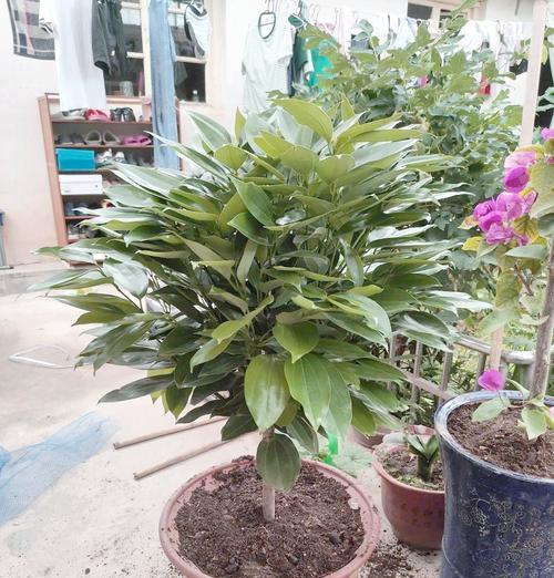 平安树肥料选择指南（如何选择最适合平安树的肥料）