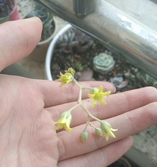 丽娜莲开花后的养护与管理（打理丽娜莲花园的关键步骤）