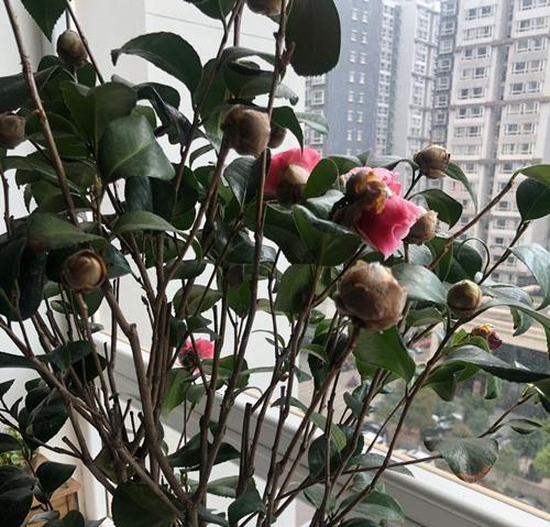 以花骨朵没有是怎么包？（揭开花骨朵包装的秘密）