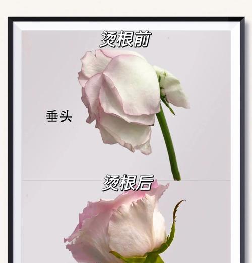 玫瑰花叶子发黄干枯的原因及处理方法（探究玫瑰花叶子发黄干枯的成因以及提供解决方案）