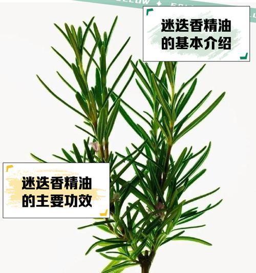 迷迭香种子的种植与养护指南（从种子到茂盛，探秘迷迭香的成长之路）