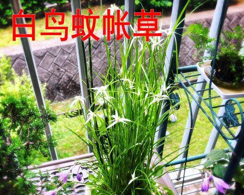 盆景草的养护秘籍（培育盆景草的技巧与注意事项）