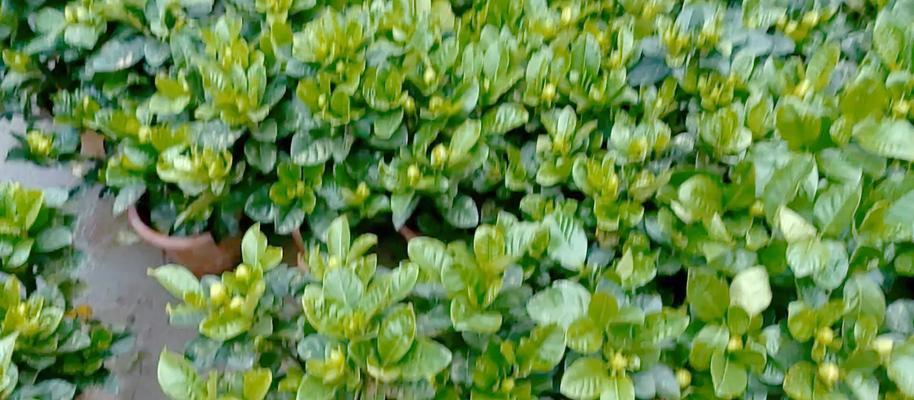 栀子花新苗的科学施肥方法（优化生长环境提高栀子花新苗的生长质量）