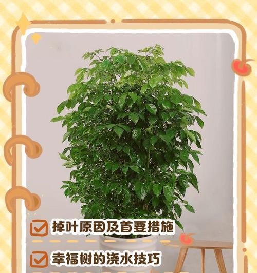 幸福树老是落叶的原因和解决方法（探究幸福树老是落叶的原因，并提供有效的解决方法）