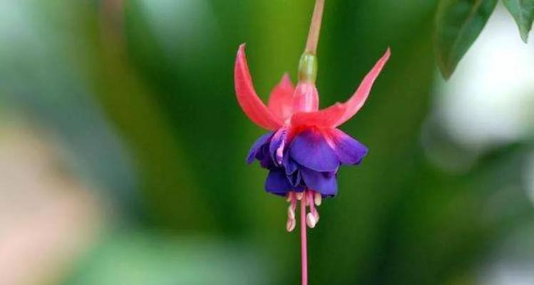 如何养护倒挂金钟花？（倒挂金钟花的养护技巧与注意事项）