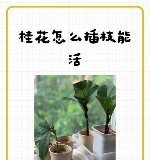 怎样科学地浇水，让你的桂花树更茂盛？（桂花树浇水的频率与技巧，让你的花盆花园更漂亮）