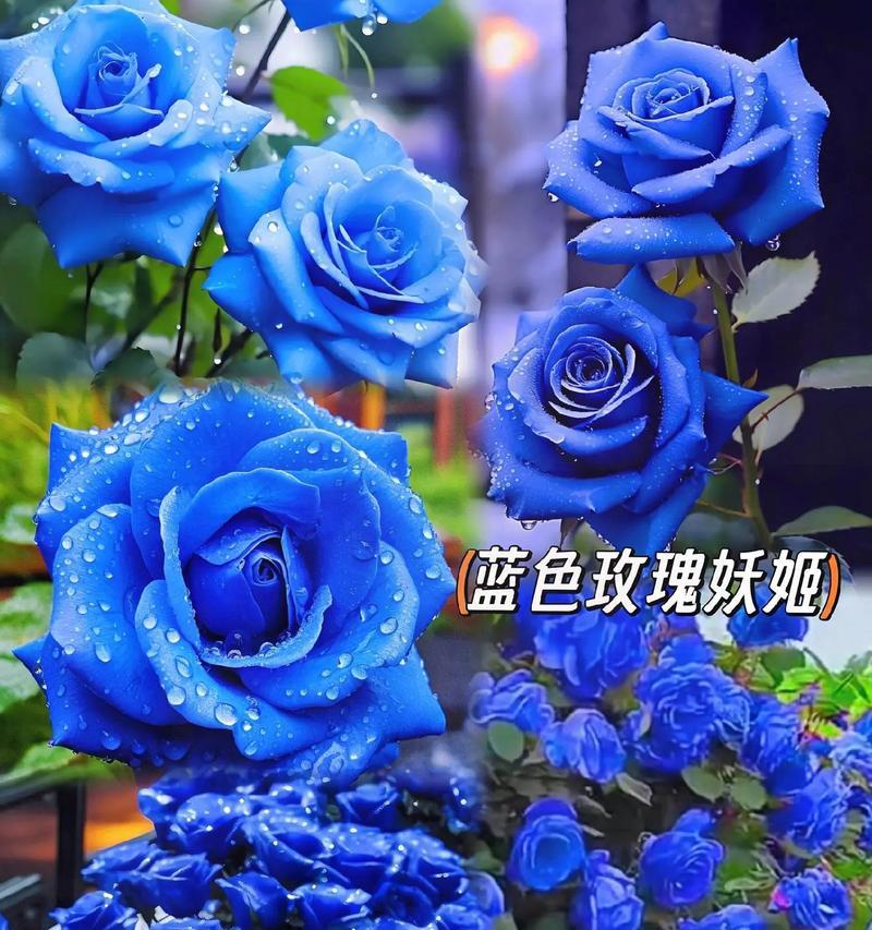 蓝色妖姬——代表优雅高贵的花语（以“蓝色”为主题的花语意义）
