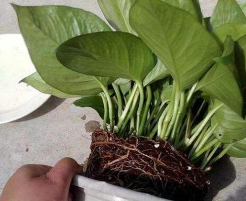 绿萝根茎中间坏了怎么拯救？（教你有效拯救绿萝根茎中间坏掉的方法）