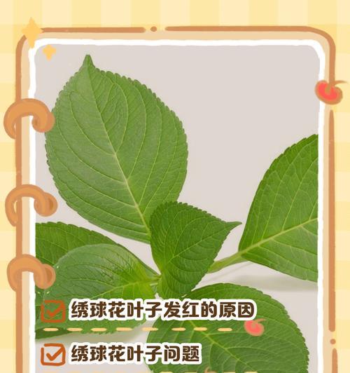 绣球花叶子发霉的原因及应对方法（绣球花叶子发霉，如何有效修复和预防？）