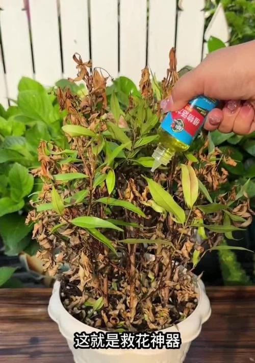 月季花长了宝宝就不开花了怎么办？（保持月季花健康开花的方法）