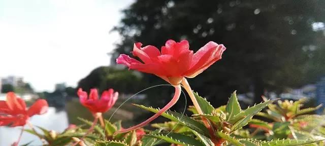 揭秘“完全花”的奥秘——谈谈桂花的花型（探究桂花是否属于完全花，揭开桂花的神秘面纱）