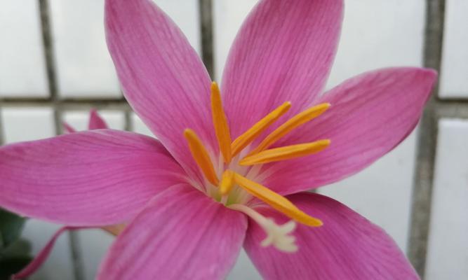 冬季韭菜莲的养护秘籍（室内种植韭菜莲的注意事项与技巧）