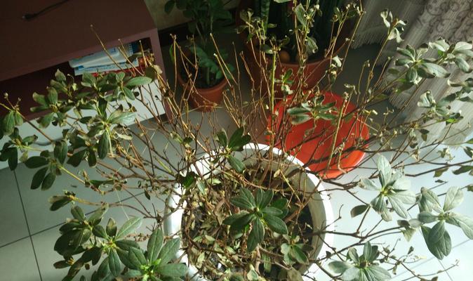 新花月锦花为何频繁掉叶子？（探究新花月锦花掉叶子的原因与解决方法）