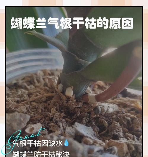 春兰叶子干枯处理方法（如何保持春兰叶子的鲜绿？）