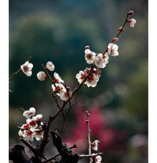 梅花盆景落叶的原因及应对方法（探讨梅花盆景中落叶现象的成因以及解决之道）