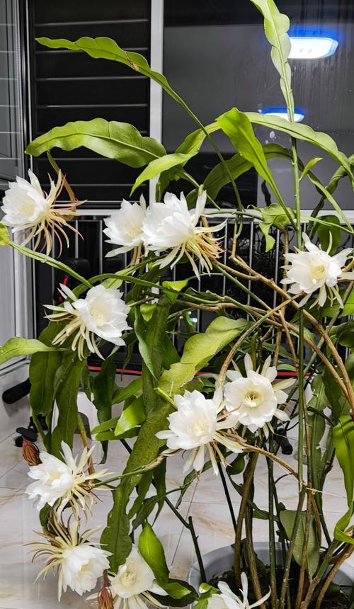长叶子白花的奇特之处（探秘长叶子白花的形态、生态与繁殖方式）