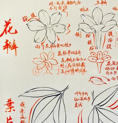 《迎春花枝条的生长与繁衍》（探究迎春花枝条的分布与特性）