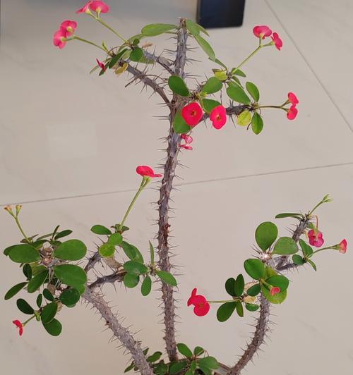 如何让虎刺梅开花（掌握关键技巧，让虎刺梅绽放绚烂花海）