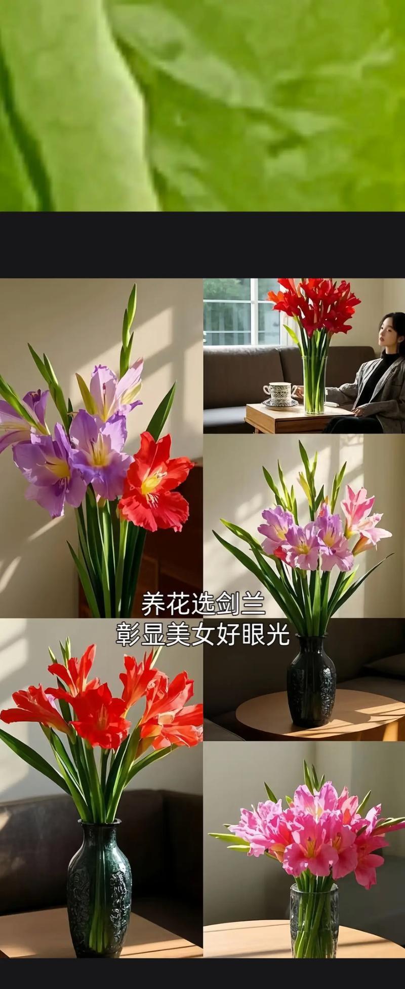 剑兰的浇水方法（养护剑兰的技巧与注意事项）
