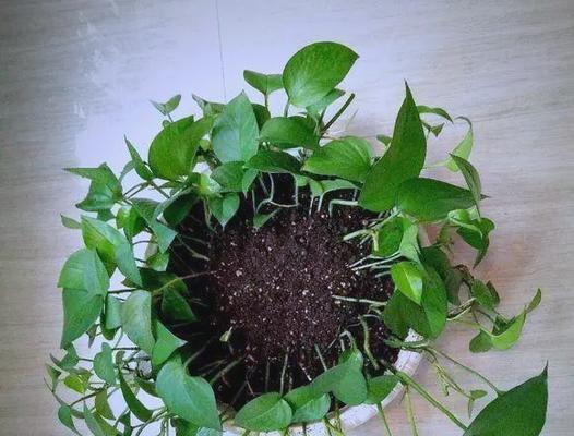 绿萝施肥后叶子耷拉怎么补救？（解决绿萝施肥后叶子下垂问题的有效方法）