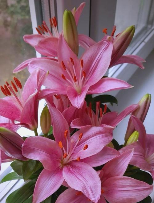 以地栽百合花的采摘之道（揭秘百合花的采摘技巧与要点）