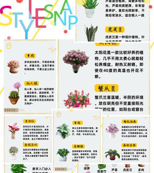 绿萝的繁殖技巧（掌握关键步骤，截植绿萝更易成功）