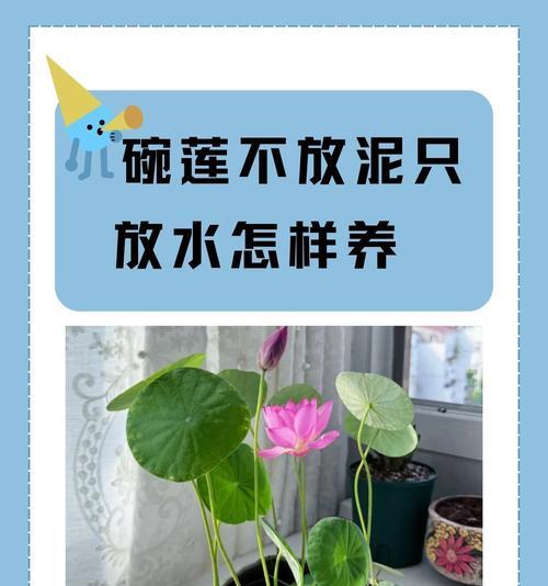 五彩莲养护指南——打造绚丽多彩的花园（如何正确养护五彩莲，让花园绽放美丽？）
