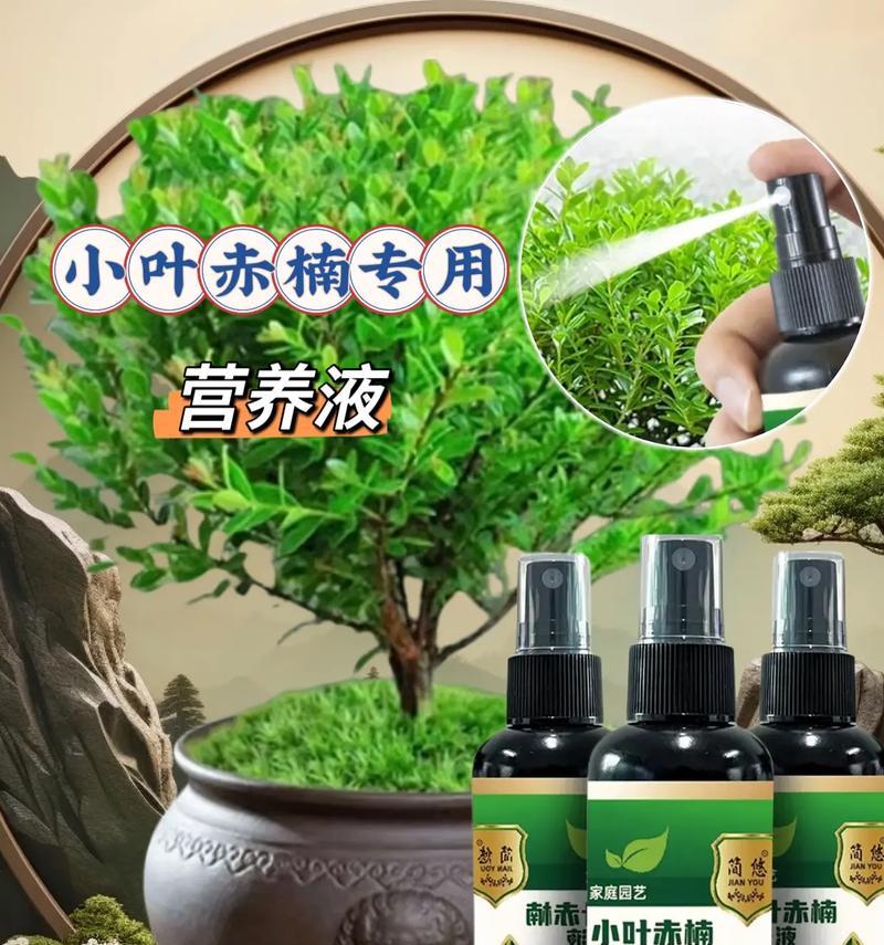 赤楠枯萎（探究赤楠树枯萎现象及其防治关键）