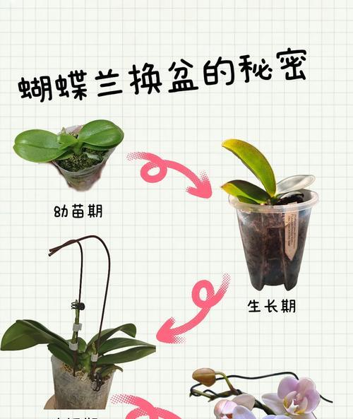 蝴蝶兰的基质选择与养护技巧（打造理想栽培环境，让蝴蝶兰健康绽放）